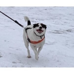 Meet your Posher, Bella Clementine